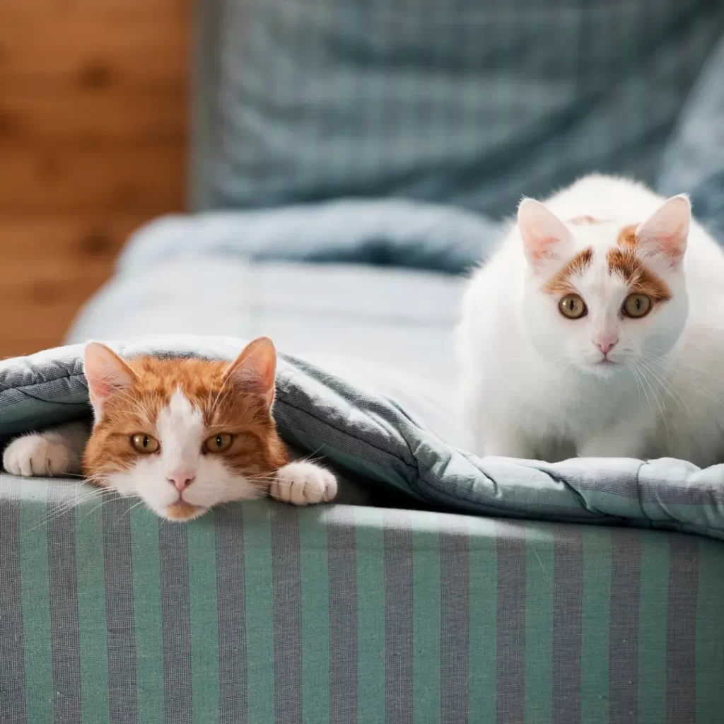 Gatos en un sofá con funda nórdica